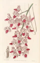 Aerides maculosa (syn. Aerides maculosum)